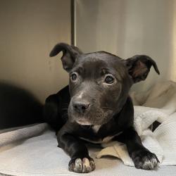 Shelter Stray Female Dog last seen , 361 S Raymond Ave, Pasadena, CA 91105, USA