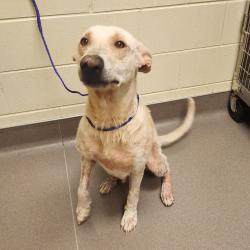 Shelter Stray Female Dog last seen , 3428 S Jenkins Ave, Norman, OK 73072, USA