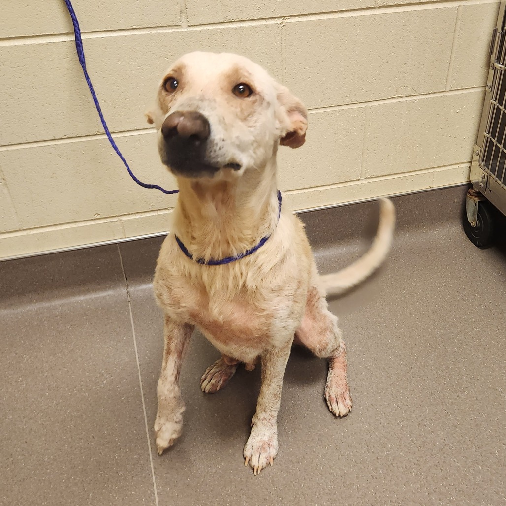 Shelter Stray Female Dog last seen , 3428 S Jenkins Ave, Norman, OK 73072, USA