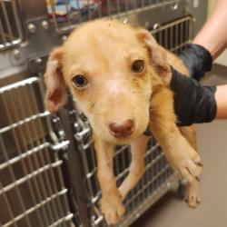 Shelter Stray Female Dog last seen , 3428 S Jenkins Ave, Norman, OK 73072, USA