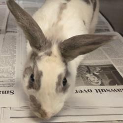Shelter Stray Unknown Rabbit last seen , 3428 S Jenkins Ave, Norman, OK 73072, USA