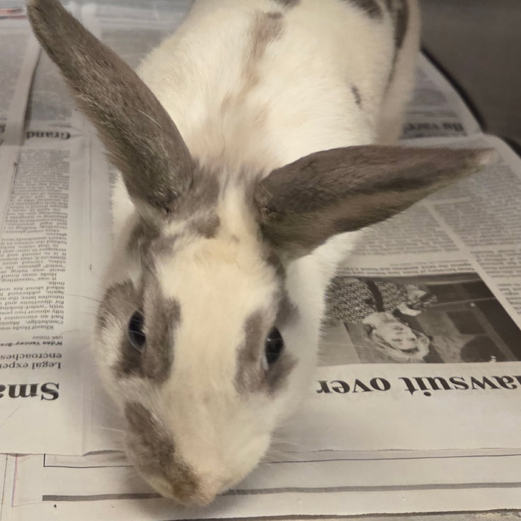 Shelter Stray Unknown Rabbit last seen , 3428 S Jenkins Ave, Norman, OK 73072, USA