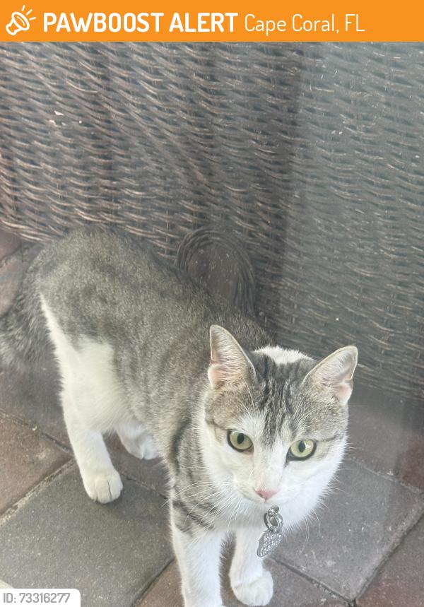 Found/Stray Unknown Cat last seen In my back year. Keeps coming to door. May be an outdoor. Has a pink collar, Cape Coral, FL 33909