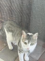 Found/Stray Unknown Cat last seen In my back year. Keeps coming to door. May be an outdoor. Has a pink collar, Cape Coral, FL 33909