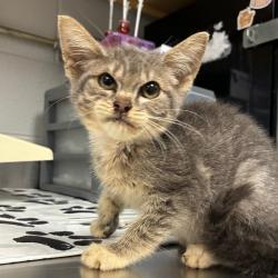 Shelter Stray Female Cat last seen , 328 Furman Hall Rd, Greenville, SC 29609, USA