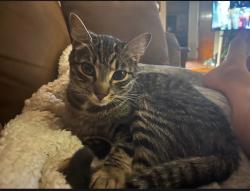 Lost Male Cat last seen Eeloa Avenue, Rio Dell, CA 95562