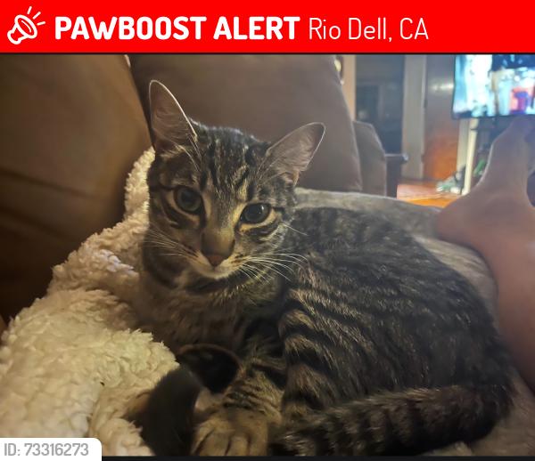 Lost Male Cat last seen Eeloa Avenue, Rio Dell, CA 95562