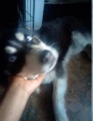 Reunited Female Dog last seen East Brookside Ave & Rural, Indianapolis, IN 46218