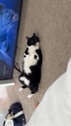 Reunited Male Cat last seen Chestnut Street, Wilmington, NC 28405