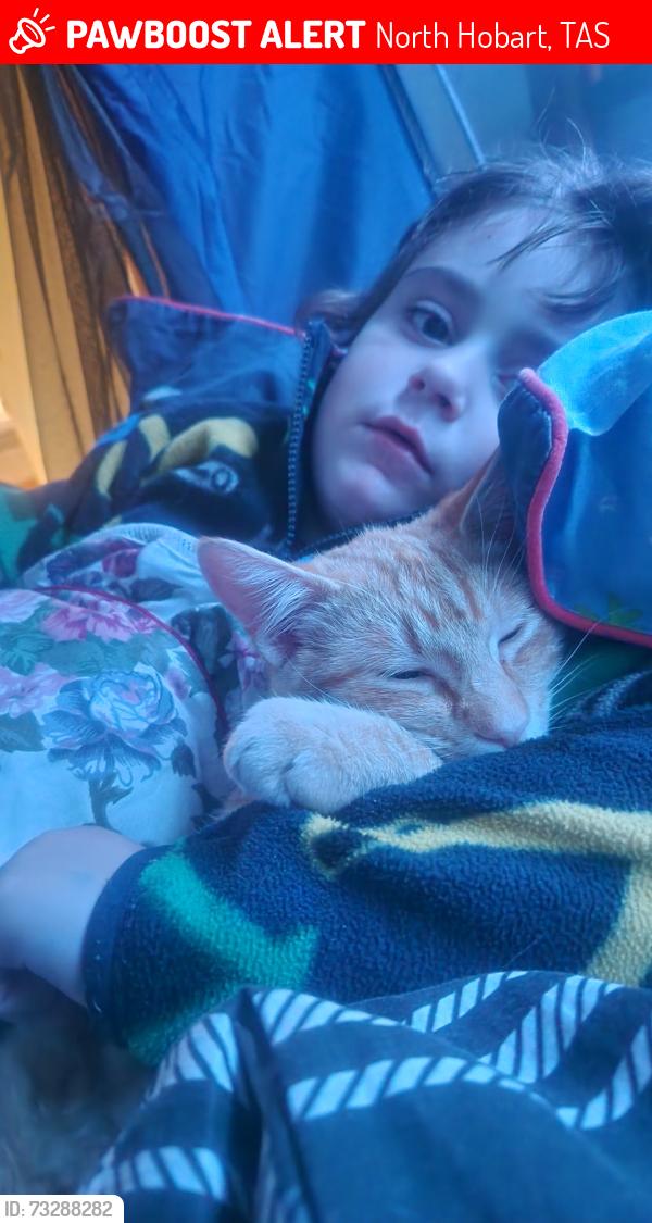 Lost Male Cat last seen North hobart, North Hobart, TAS 7000
