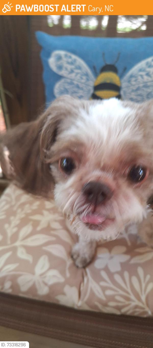 Found/Stray Male Dog last seen Capulin Crest Dr and Serene Forrest, Cary, NC 27539