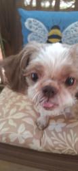 Found/Stray Male Dog last seen Capulin Crest Dr and Serene Forrest, Cary, NC 27539