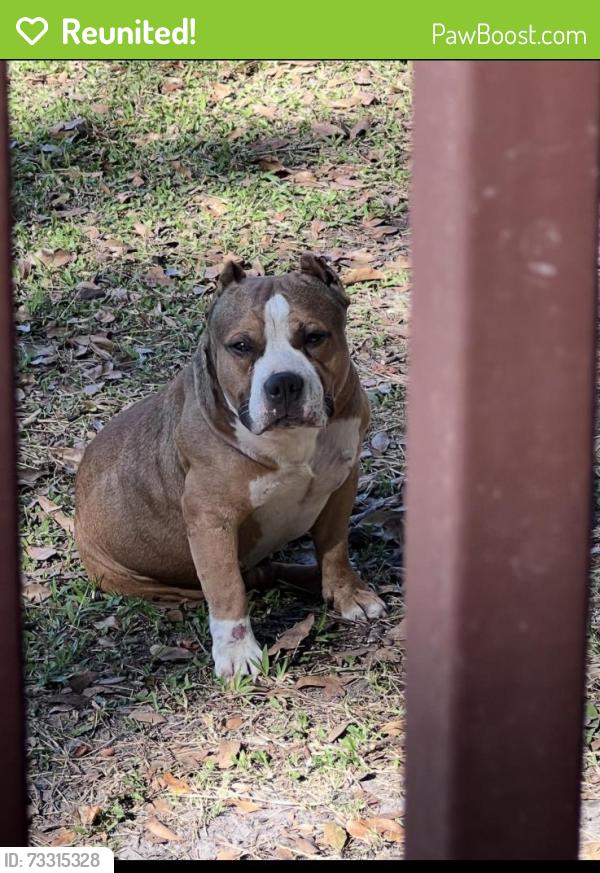 Reunited Male Dog last seen Near 474 on sr 33 about 5/10 min, Clermont, FL 34714