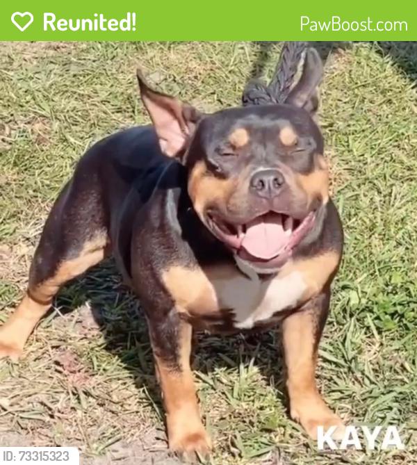 Reunited Female Dog last seen Sr 33 34714 5 minutes from 474, Clermont, FL 34714
