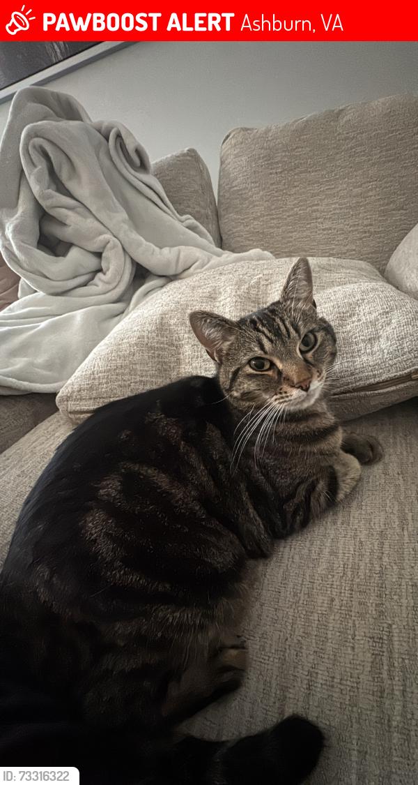 Lost Female Cat last seen Near Fellowship Sq, Ashburn, VA 20147