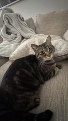 Lost Female Cat last seen Near Fellowship Sq, Ashburn, VA 20147