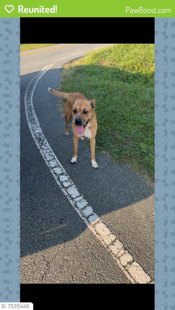 Reunited Male Dog last seen Near Covington rd, King, NC 27021