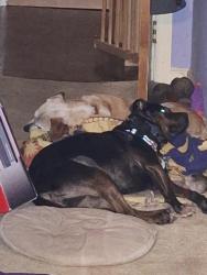 Lost Female Dog last seen Addison Drive, in Northwoods neighborhood, Doraville, GA 30340
