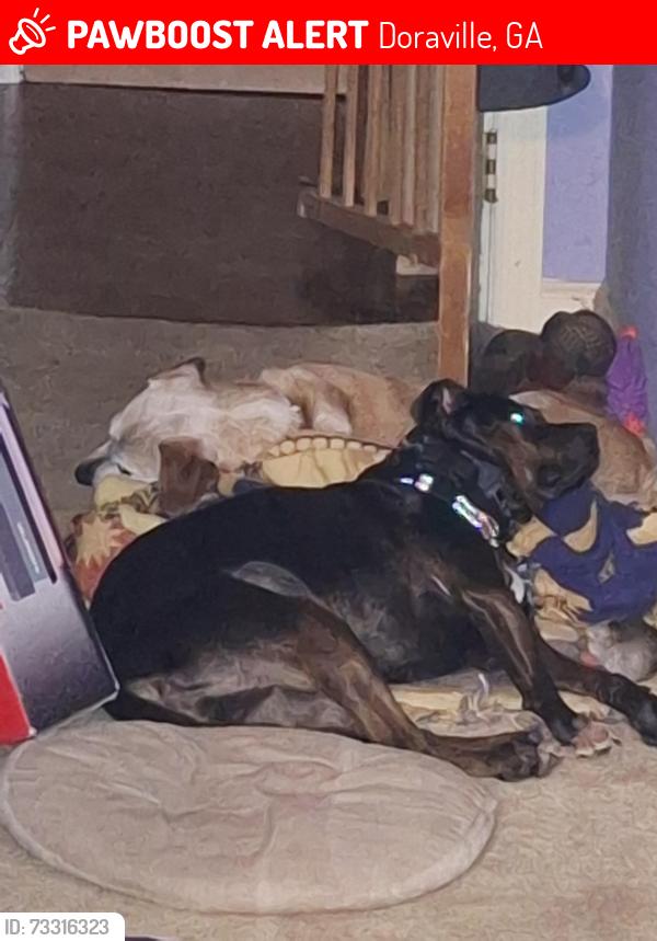 Lost Female Dog last seen Addison Drive, in Northwoods neighborhood, Doraville, GA 30340
