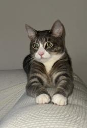 Lost Male Cat last seen Van dorn street, Alexandria, VA 22304