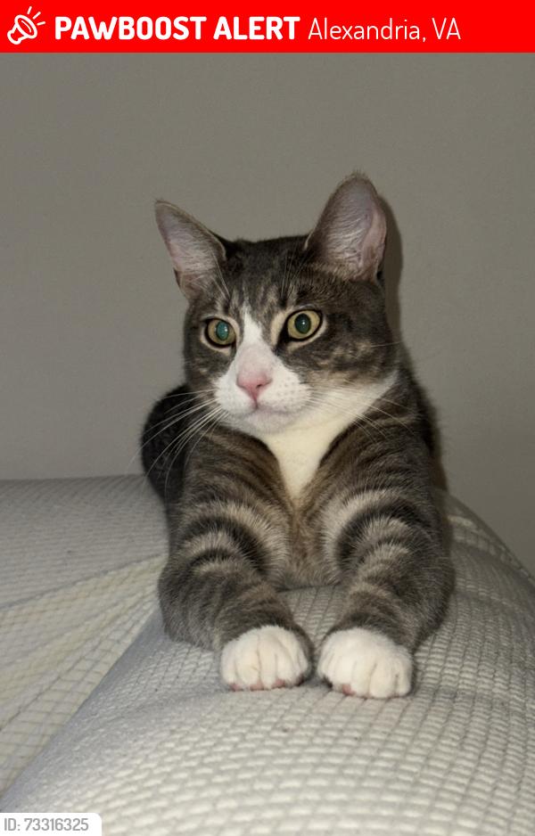 Lost Male Cat last seen Van dorn street, Alexandria, VA 22304