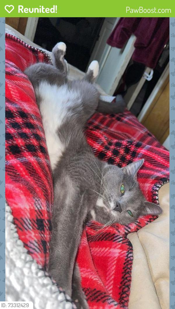 Reunited Male Cat last seen Route 30, Amsterdam, NY 12010
