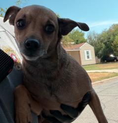 Shelter Stray Female Dog last seen Midwest City, 8485 E Reno Ave, Midwest City, OK 73110, USA
