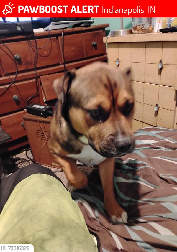 Lost Male Dog last seen Millersville Road, Indianapolis, IN 46205