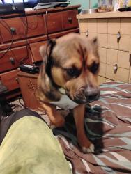 Lost Male Dog last seen Millersville Road, Indianapolis, IN 46205
