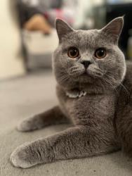 Reunited Male Cat last seen Deansway N9, Greater London, England 