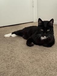 Lost Male Cat last seen Arden and highland, San Bernardino, CA 92404