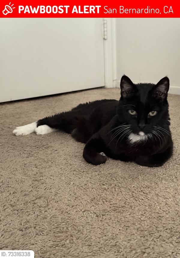 Lost Male Cat last seen Arden and highland, San Bernardino, CA 92404