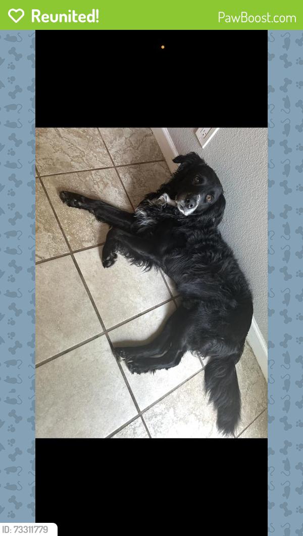 Reunited Male Dog last seen Near W Birge St, Sherman, TX 75092, USA, Sherman, TX 75092