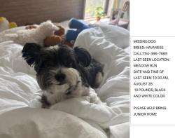 Lost Male Dog last seen Meadow run, Parkland, FL 33076