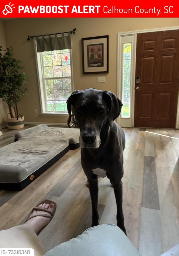Lost Female Dog last seen Sandy Run, Calhoun County, SC 29160