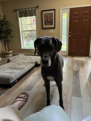Lost Female Dog last seen Sandy Run, Calhoun County, SC 29160