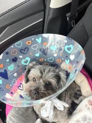 Reunited Female Dog last seen Maple Ave & May St., Irvington, NJ 07111