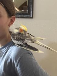 Reunited Male Bird last seen In a tree next to home, Fort Worth, TX 76244