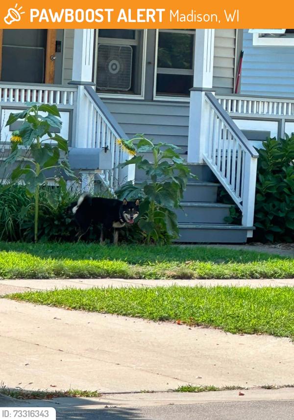 Found/Stray Male Dog last seen Jenifer and Russel, Madison, WI 53703