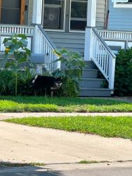 Found/Stray Male Dog last seen Jenifer and Russel, Madison, WI 53703