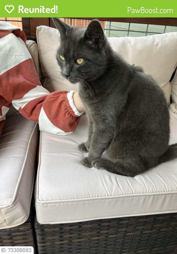 Reunited Male Cat last seen Rio vista & Gardner, Burlington, WA 98233