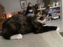 Reunited Female Cat last seen Near Driftwood Dr, Madera, CA 93637, USA, Madera, CA 93637