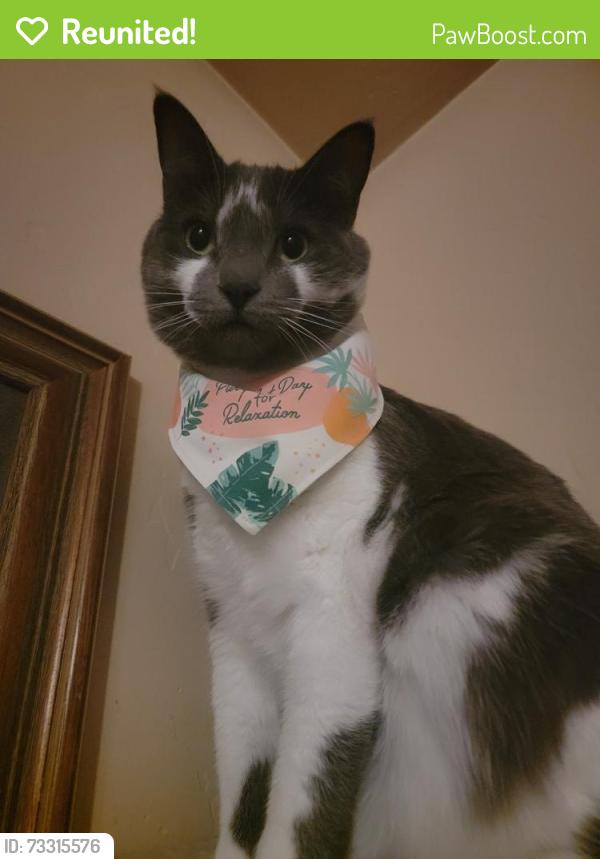 Reunited Female Cat last seen Near Grant Chamberlain Dr, Bozeman, MT 59715, USA, Bozeman, MT 59715