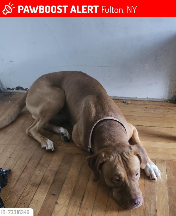 Lost Male Dog last seen Country route 45 and Baldwin, Fulton, NY 13069