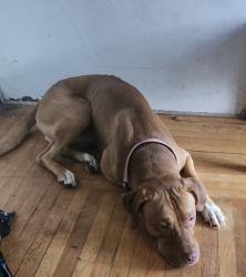 Lost Male Dog last seen Country route 45 and Baldwin, Fulton, NY 13069