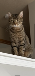 Reunited Male Cat last seen Twana and 124th, Urbandale, IA 50323