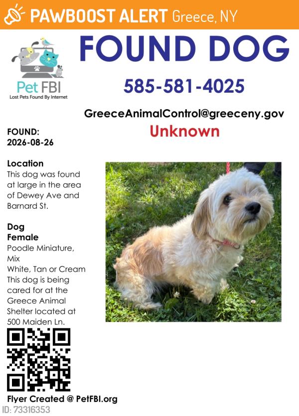 Found/Stray Female Dog last seen Dewey Ave/Barnard St, Greece, NY 14616
