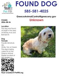 Found/Stray Female Dog last seen Dewey Ave/Barnard St, Greece, NY 14616