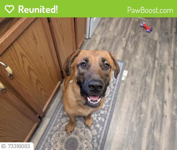Reunited Male Dog last seen Guess rd, Person County, NC 27541