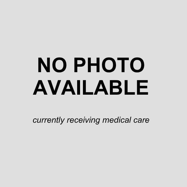 Shelter Stray Male Dog last seen GEMBLER, 4710 TX-151, San Antonio, TX 78227, USA